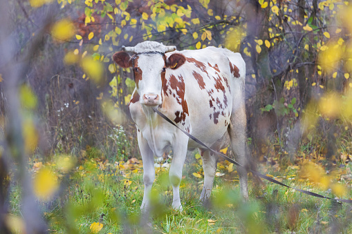 cow in the pasture among autumn leaves, beauty of nature