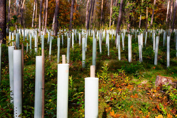 Forest regeneration young trees in forest or park protected with plastic tubes against wild animals. Rows of young trees protected from wild bite in autumnal forest. Forest regeneration. Environmental concept. birch gold group reviews safety stock pictures, royalty-free photos & images