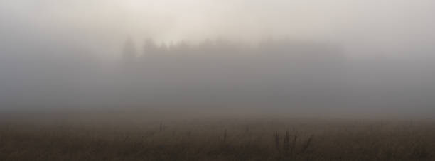 Photo of fog in the forest - meadow in the foreground and the silhouette of the forest in the background in the haze