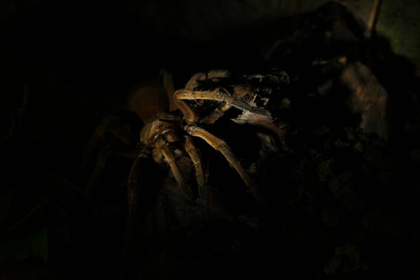 istock A brown, reddish colored tarantula with hairy legs and many eyes, scary for everyone with a spider phobia 1285128418