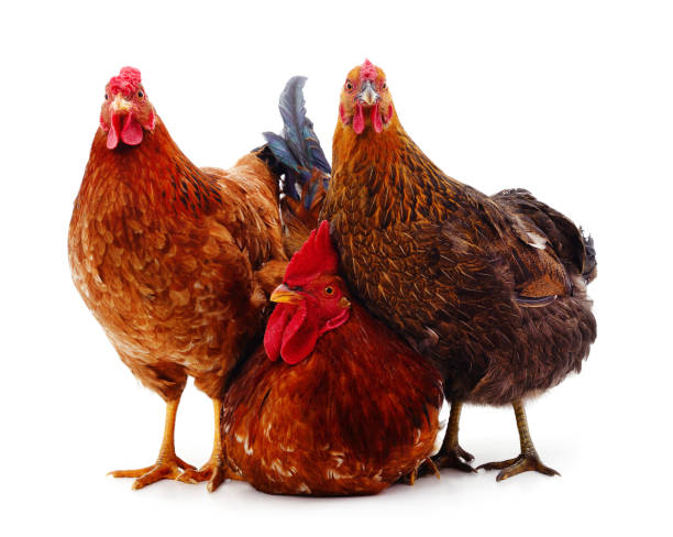 due polli e gallo. - chicken friendship three animals color image foto e immagini stock