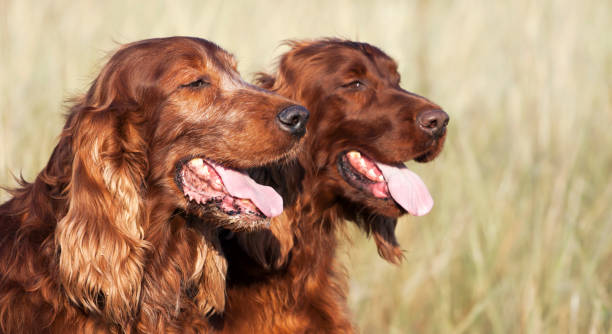 istock Cute happy dog couple banner 1285129238