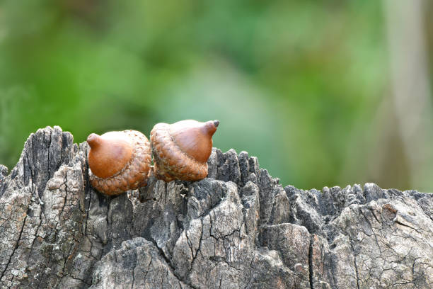 Acorn of an oak tree isolated on forest background. High resolution photo. Full depth of field.