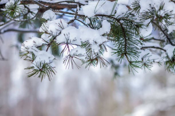 istock Snow covered spruce tree branches outdoors. 1285130173