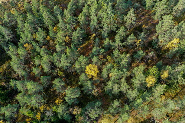 istock Drone view of autumn colored forest in sunlight in Espoo, Finland 1285132910