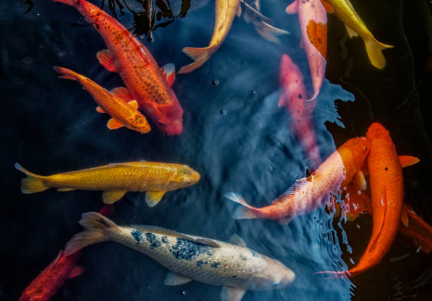 istock Colorful Koi Fish in Dark Water 1285133010