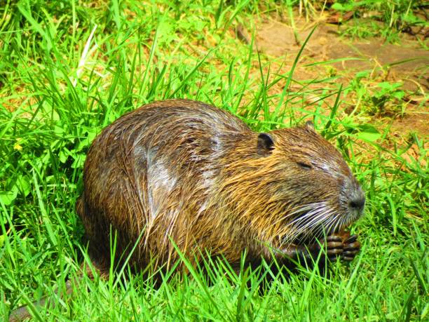 istock Funny nutria, eating a cookie , sitting in the grass . 1285133854