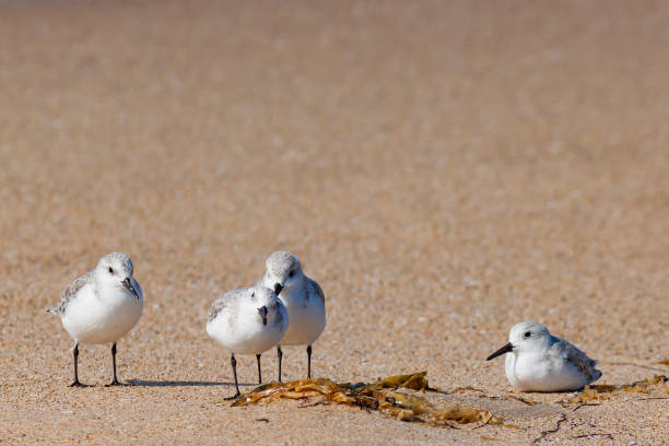 Bird Friendship A group of four sanderling birds spend time together on the beach. sanderling calidris alba stock pictures, royalty-free photos & images