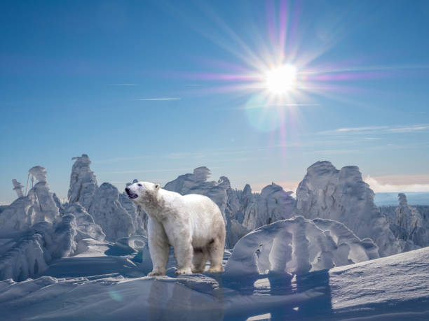 istock Polar bear in the arctic climate change global warming 1285134085