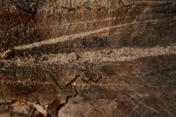 istock Closeup of a tree stump. 1285134158