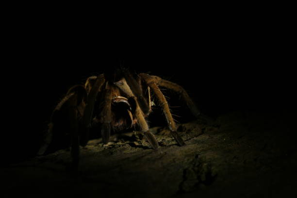 istock Side view of a large tarantula covered in the shadows and ready to attack 1285134491