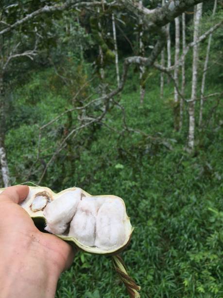 istock Large guaves, Inga punctata, a tropical fruit that can be found throughout South America 1285134590