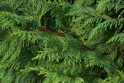 Thuja is a genus belonging to the Cupressaceae family native to Alaska, the North American Lakes region, China and Japan. The name of the genus comes from the Greek θυία thyía due to the characteristic odor of the wood; in America it is called arborvitae.
