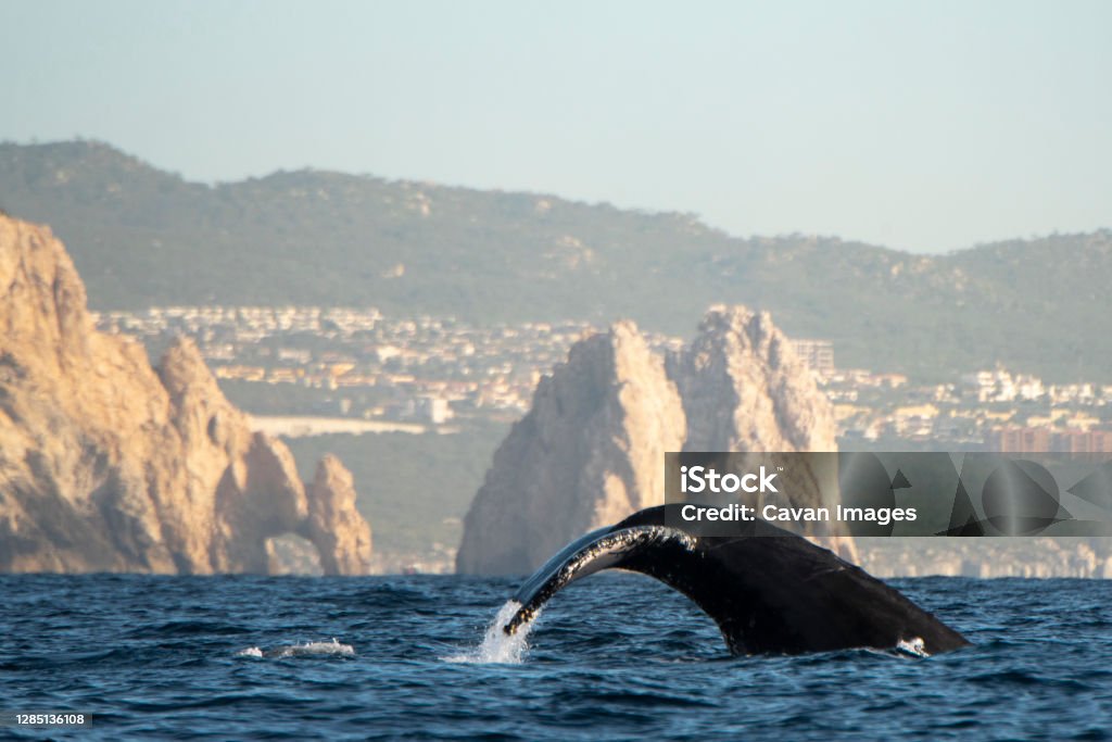 Humpback whale's tale splashing at the surface with the Arch of Cabo Humpback whale's tale splashing at the surface with the Arch of Cabo in Cabo San Lucas, B.C.S., Mexico Mexico Stock Photo