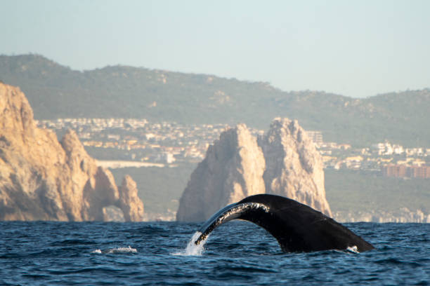 Humpback whale's tale splashing at the surface with the Arch of Cabo Humpback whale's tale splashing at the surface with the Arch of Cabo in Cabo San Lucas, B.C.S., Mexico gray whale stock pictures, royalty-free photos & images