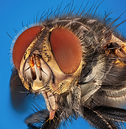Close up view of a fly at rest.
