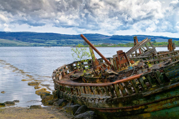 Shipwreck with New Life on Mull, Scotland Old, abandoned wooden boat, beached on the shore long enough for a tree to start growing at the helm of the ship ghost ship stock pictures, royalty-free photos & images