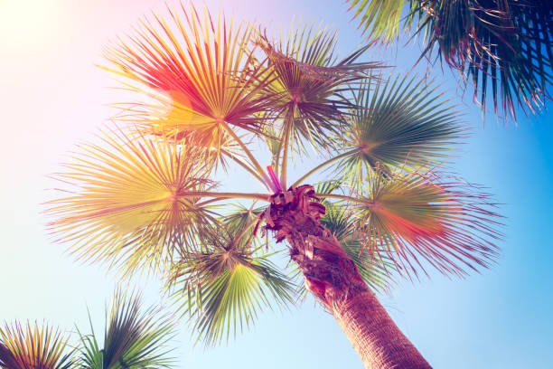 istock coconut tree at tropical coast, made with Vintage Tones,Warm tones 1285140303