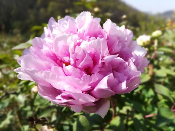 istock rose peony - peonia rosa 1285140974