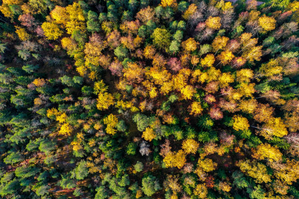 istock Drone view of autumn colored forest in sunlight in Espoo, Finland 1285141040