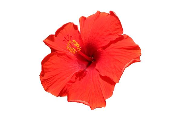 istock Beautiful Red hibiscus flower isolated on white background with clipping path. 1285142282