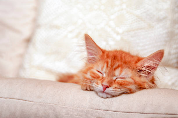 istock Red-striped little kitten is sleeping on pillow. Portrait sleeping kitten, front view. 1285142432