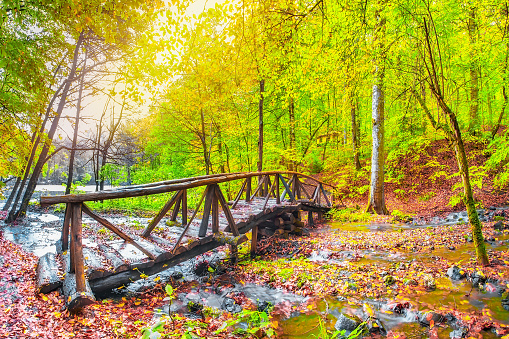 autumn leaf, stream and a wood bridge