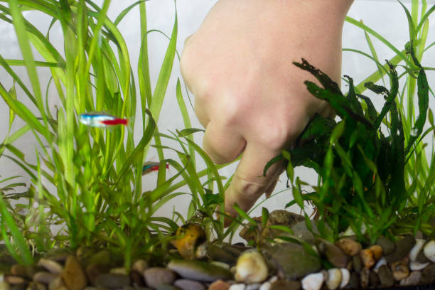 istock cleaning aquarium. Growing plants in aquarium 1285142959
