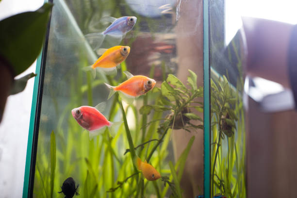thorny fish in a little dirty aquarium, cleaning aquarium at home