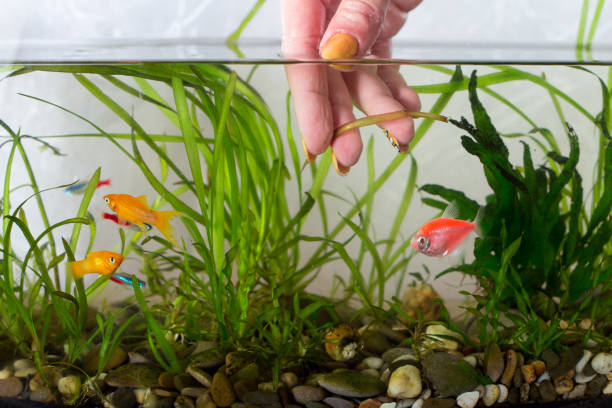 istock Cleaning aquarium. Remove old aquarium plants 1285142966