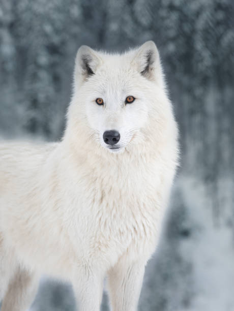 istock White polar wolf on the background of a snowy forest. 1285143577