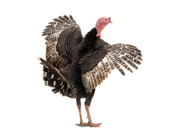 istock Turkey cock with spread wings isolated on white 1285143579