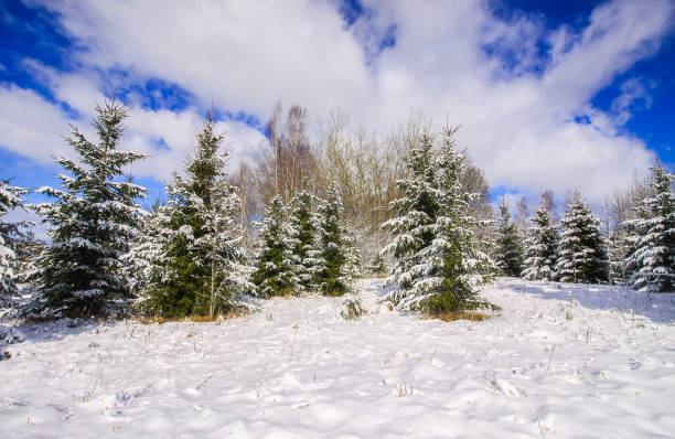 istock Winter landscape with forest trees and snow covered field 1285143670