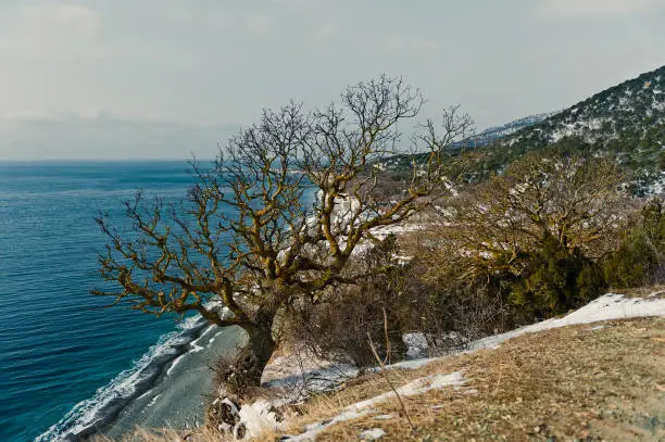 Landscape with pistachio tree, winter on the Black sea