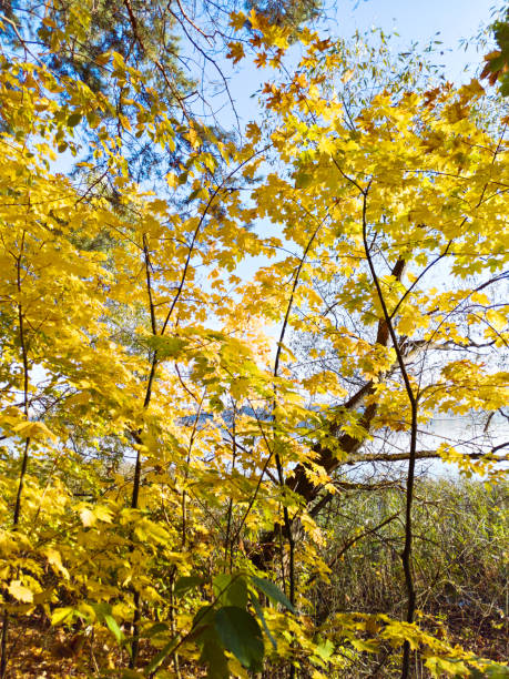 istock Yellow leaves trees in autumn forest 1285145467