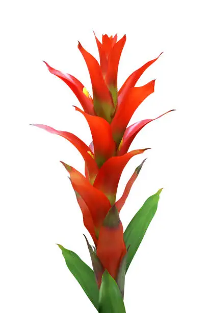 Red Bromeliad Flower Isolated on White Background with Clipping Path