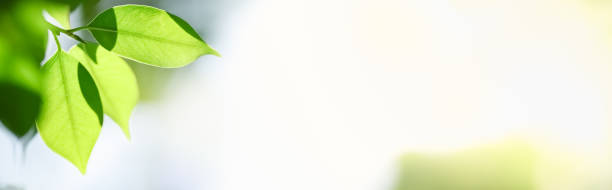 istock Closeup of green nature leaf on blurred greenery background in garden with bokeh and copy space using as background cover page concept. 1285146708
