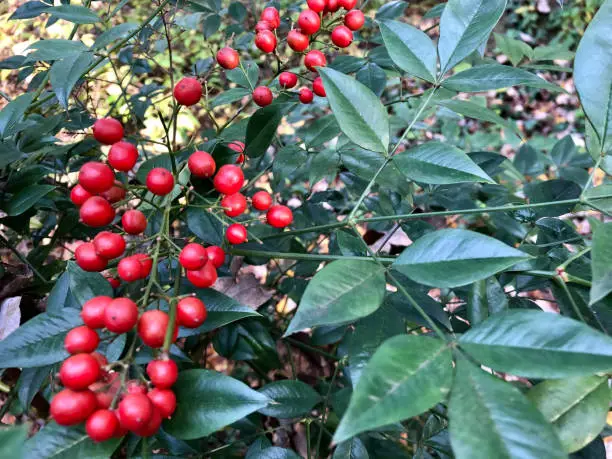 Red Nandina berries on evergreen bush. These berries are beautiful in the yard or used for holiday decoration. As a sidenote, because of their voracious eating habits, Cedar Waxwings are sometimes poisoned by these berries. Small amounts are not toxic.