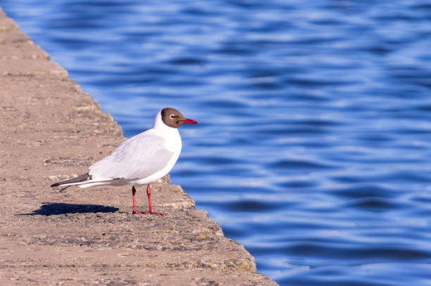 istock Black-headed gull close-up in front of lake. Selective focus 1285149484