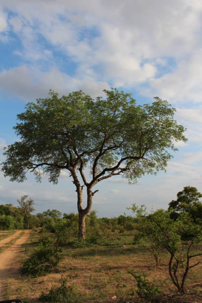 istock Tree Growing in Safari Landscape 1285149494