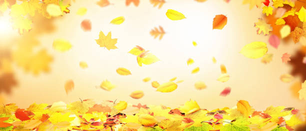 istock Colorful bright leaves falling in autumnal park. 1285149518