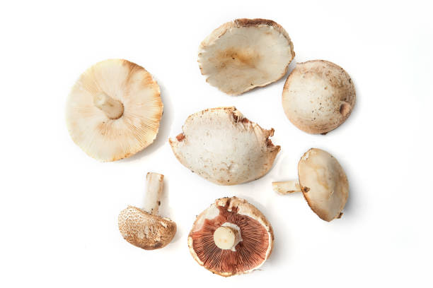 istock Wild Foraged Mushroom selection isolated on white background, with shadow. 1285149573