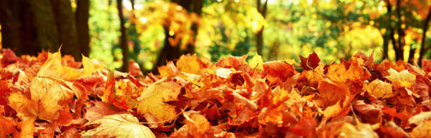 istock Colorful bright leaves falling in autumnal park. 1285149643