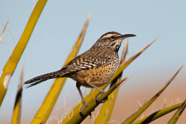 Cactus wren (Campylorhynchus brunneicapillus) in Joshua tree National Park