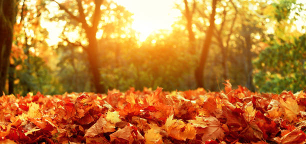 istock Colorful bright leaves falling in autumnal park. 1285149807