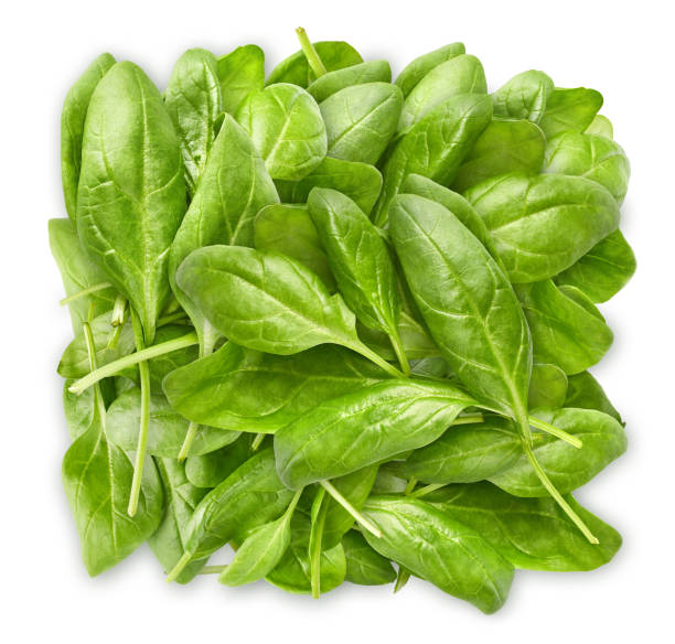 istock Spinach bunch of fresh green leaf. Healthy 1285149876