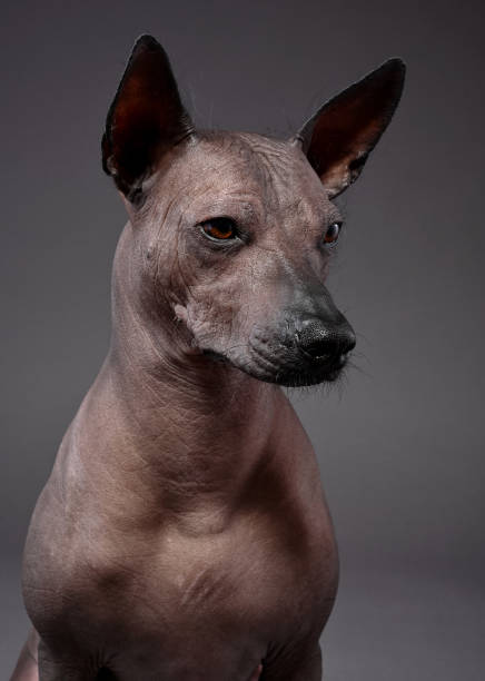 istock Xoloitzcuintle (Mexican Hairless Dog) portrait close-up on neutral gray background 1285150843