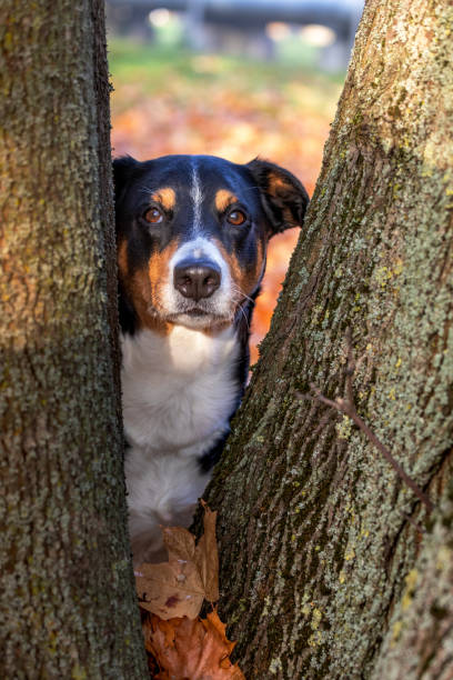 20+ Dog Hiding Behind Tree Stock Photos, Pictures & Royalty-Free Images ...