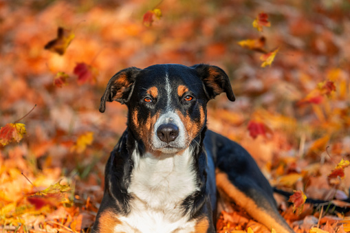 Dog with autumn colors in background, Appenzeller Sennenhund