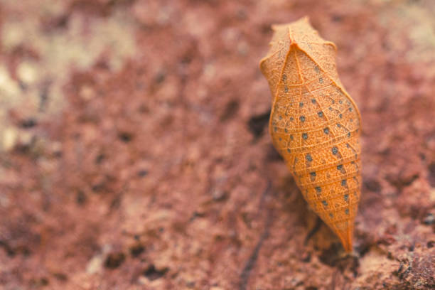 Monarch butterfly chrysalis isolated on white background.